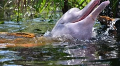 10 Nagyon furcsa állatok, amelyek megfelelnek a vízben lévő személynek